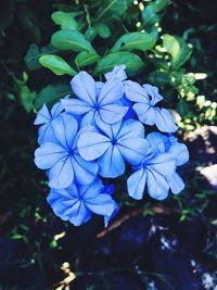 Close-up of blue flowers blooming outdoors