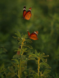 Close-up of butterfly pollinating on flower