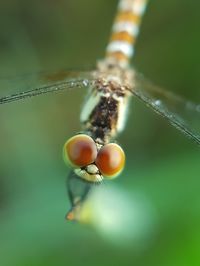 Close-up of spider on web