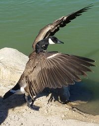 Close-up of eagle