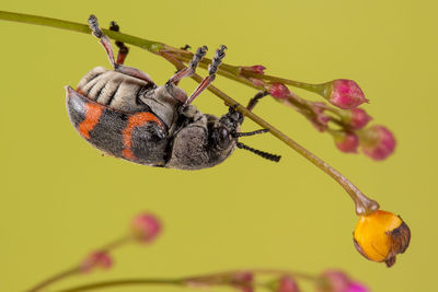 Close-up of insect on plant