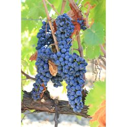 Close-up of grapes growing in vineyard