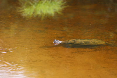 High angle view of turtle in water