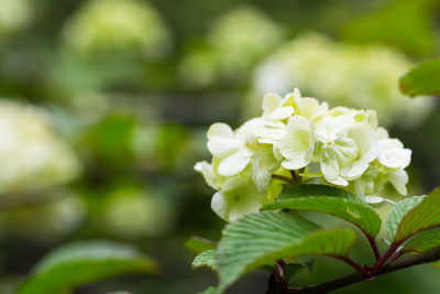 Close-up of flowering plant