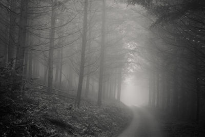 Undergrowth in the mist in autumn, a disturbing atmosphere