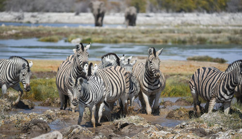 Zebras drinking water in a lake