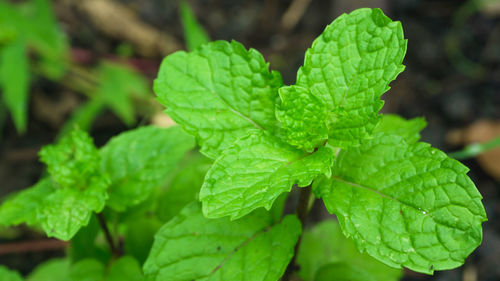 Close-up of mint leaves