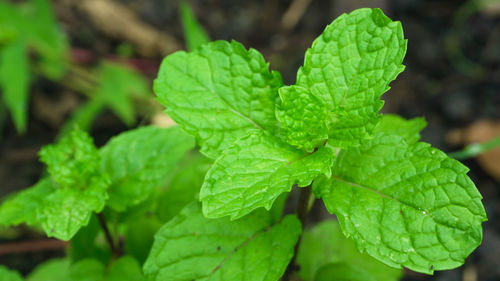 Close-up of mint leaves