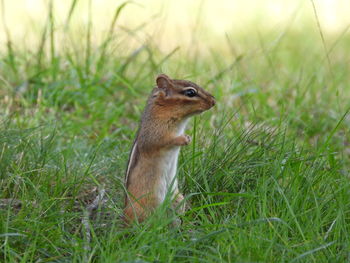 Squirrel on a field