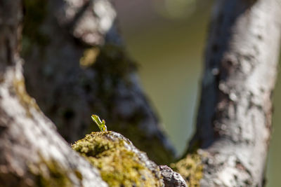 Close-up of moss on tree trunk