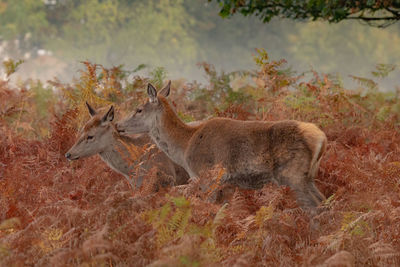 Deer in a field