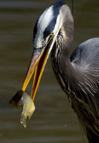 Blue heron by the lakeside with a tasty fish meal