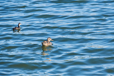 High angle view of ducks swimming in lake