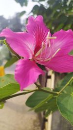 Close-up of pink flowering plant