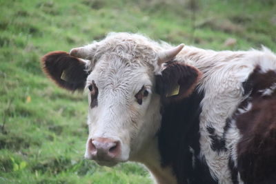 Cows in a field