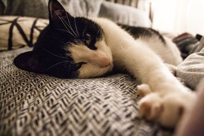 Close-up of cat sleeping at home