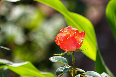 Close-up of red rose flower
