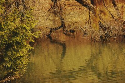 Reflection of trees in lake