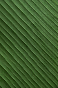 Full frame shot of palm leaves