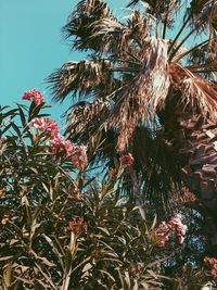 Low angle view of flowering plants against sky