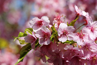 Close-up of pink cherry blossoms