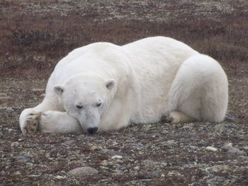 White sheep resting on a land