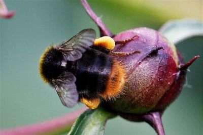 Close-up of bee pollinating on flower