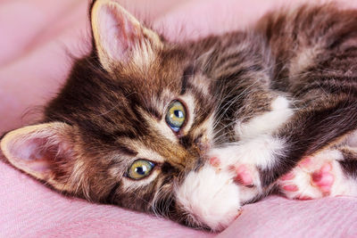 Close-up portrait of cat lying on bed