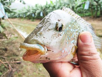 Close-up of hand holding fish