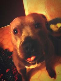 Close-up portrait of dog at home