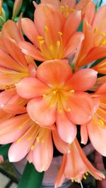 Close-up of day lily blooming outdoors