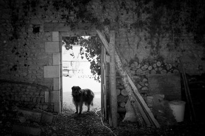 Dog in abandoned building