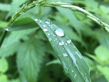 Close-up of raindrops on leaves