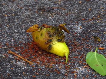 Wasps eating a pear