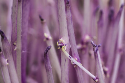 Close-up of purple flowering plant