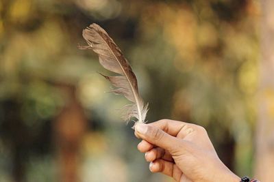 Close-up of hand holding leaf