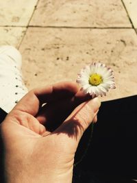 Close-up of hand holding flower