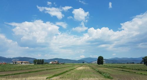 Scenic view of agricultural field against sky