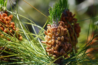 Close-up of pine cone on field