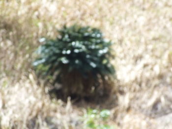 Close-up of pine tree in field