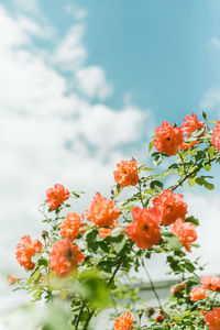 Close-up of pink flowering plant against sky