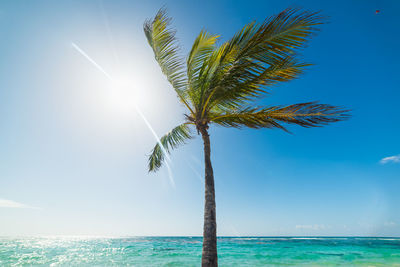 Palm tree by sea against sky on sunny day