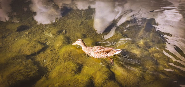 High angle view of a duck in a lake