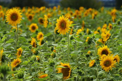 Close-up of yellow flowering plants on field