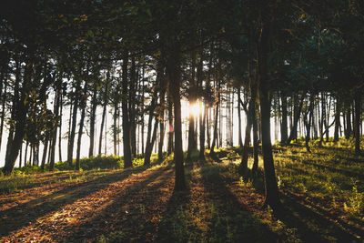 Trees on field in forest against sky