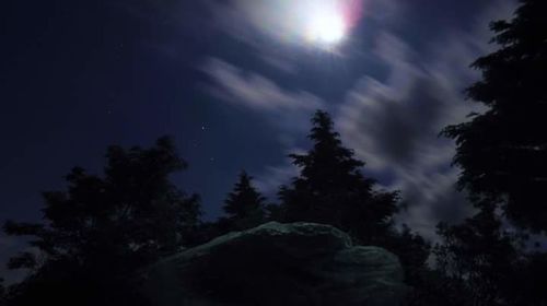 Low angle view of trees against sky