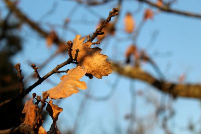 Close-up of autumn tree against sky