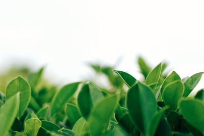 Close-up of plants against clear sky