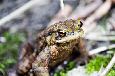Close-up of frog on rock