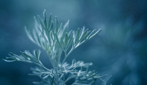 Close-up of plant against water